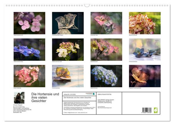 Produktbild: Die Hortensie und ihre vielen Gesichter (Wandkalender 2026 DIN A2 quer), CALVENDO Monatskalender