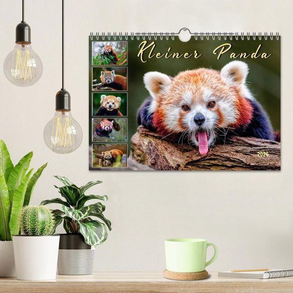 Produktbild: Kleiner Panda (Wandkalender 2026 DIN A4 quer), CALVENDO Monatskalender