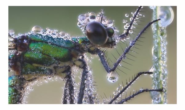Produktbild: Verborgene Wildnis Bayern