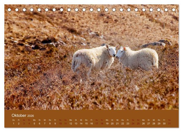Produktbild: Unter Schafen - Wegbegleiter auf Reisen (Tischkalender 2026 DIN A5 quer), CALVENDO Monatskalender