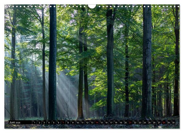 Produktbild: Arnsberger Wald (Wandkalender 2026 DIN A3 quer), CALVENDO Monatskalender