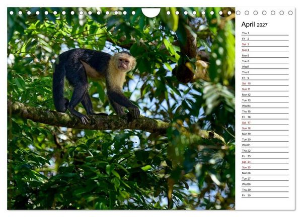 Produktbild: Feel the Wild &ndash; Costa Rica (Wall Calendar 2027 DIN A4 landscape), CALVENDO 12 Month Wall Calendar