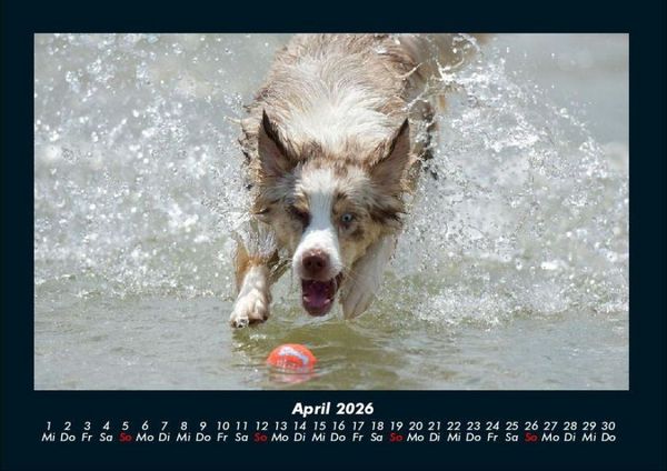 Produktbild: Haustierkalender 2026 Fotokalender DIN A4