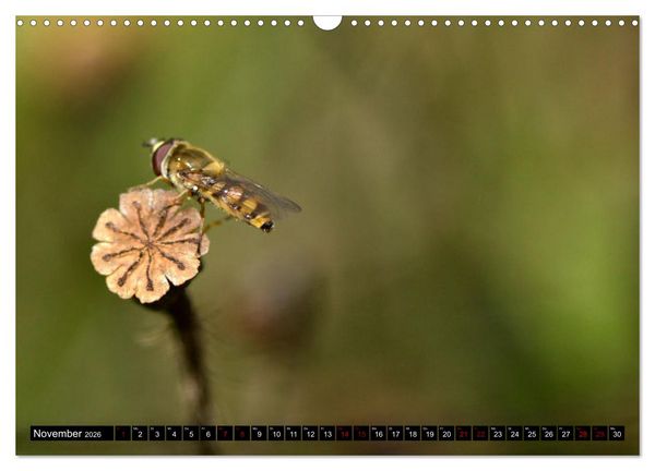Produktbild: Insekten-Sommer (Wandkalender 2026 DIN A3 quer), CALVENDO Monatskalender