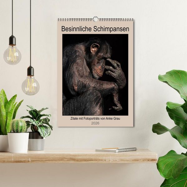 Produktbild: Besinnliche Schimpansen (Wandkalender 2026 DIN A3 hoch), CALVENDO Monatskalender