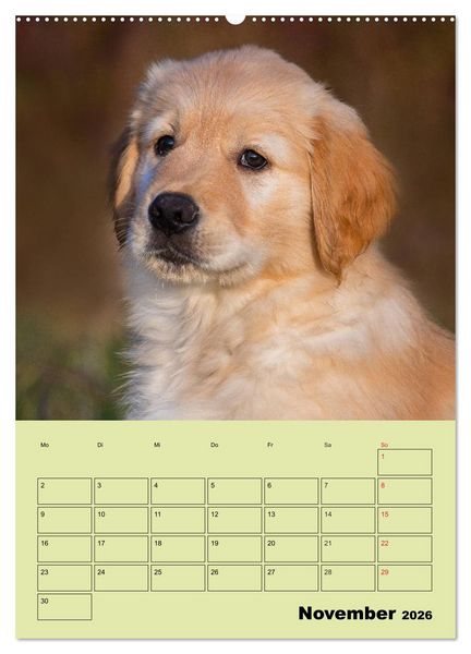 Produktbild: Jahresplaner Golden Retriever (hochwertiger Premium Wandkalender 2026 DIN A2 hoch), Kunstdruck in Hochglanz