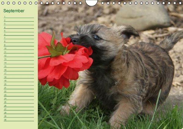 Produktbild: Puppies Birthday Calendar / UK-Version (Wall Calendar perpetual DIN A4 Landscape)
