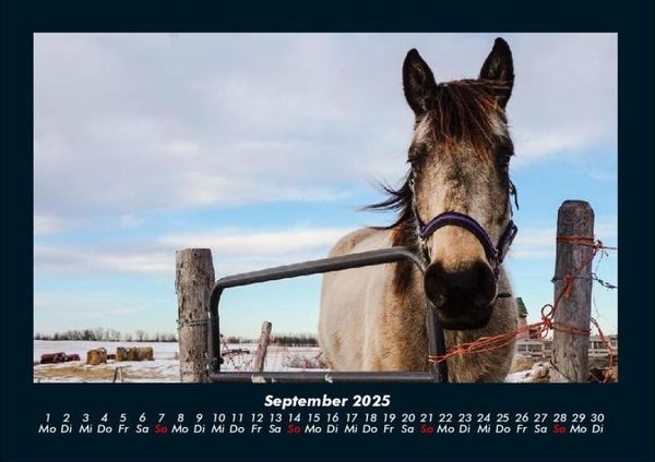 Produktbild: Die Welt der Pferde 2025 Fotokalender DIN A4