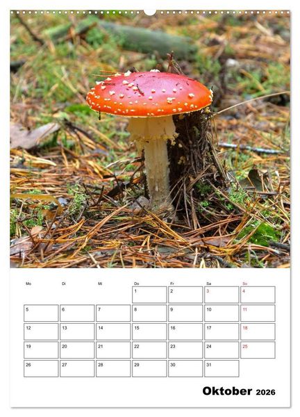 Produktbild: Heimische Waldpilze (hochwertiger Premium Wandkalender 2026 DIN A2 hoch), Kunstdruck in Hochglanz