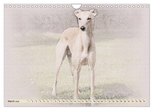 Produktbild: Whippets 2026 (Wall Calendar 2026 DIN A4 landscape), CALVENDO 12 Month Wall Calendar