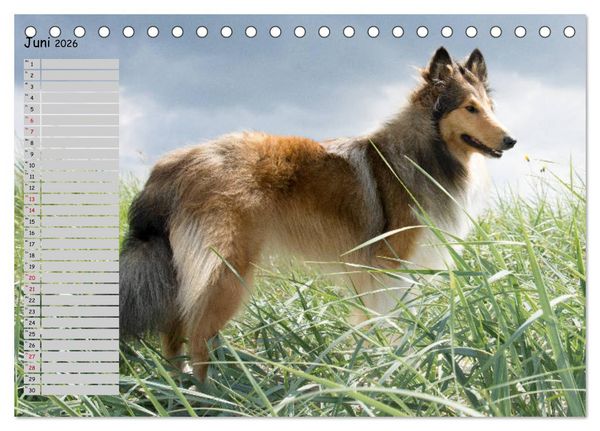 Produktbild: Highland Hawk Fame - Ein Collie begleitet durch das Jahr (Tischkalender 2026 DIN A5 quer), CALVENDO Monatskalender