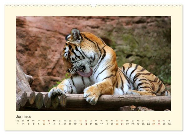 Produktbild: Sibirische Tigerportraits (hochwertiger Premium Wandkalender 2026 DIN A2 quer), Kunstdruck in Hochglanz