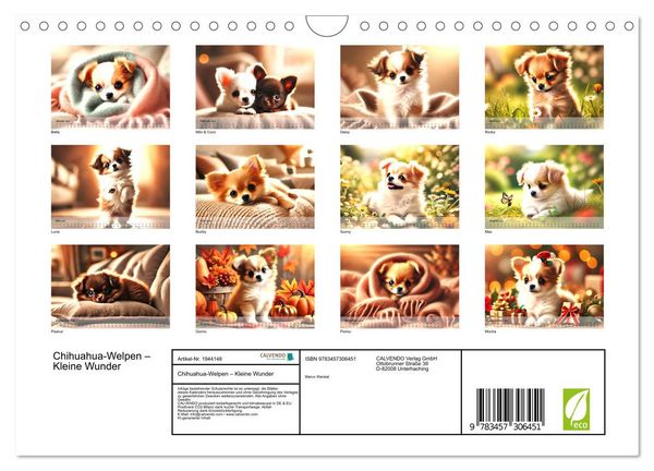 Produktbild: Chihuahua-Welpen &ndash; Kleine Wunder (Wandkalender 2026 DIN A4 quer), CALVENDO Monatskalender