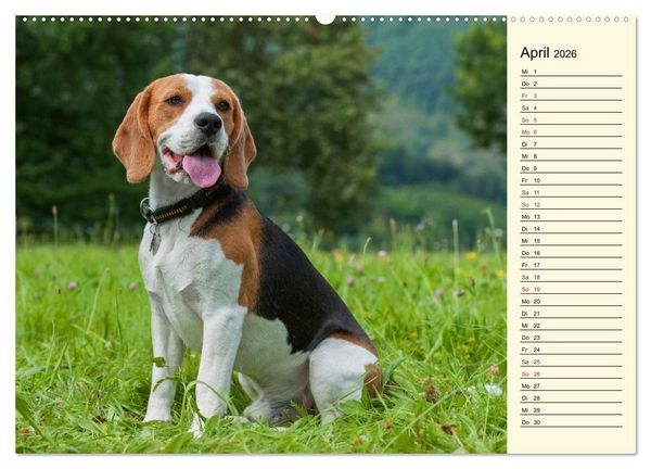 Produktbild: Beagle - Herz auf 4 Pfoten (Wandkalender 2026 DIN A2 quer), CALVENDO Monatskalender
