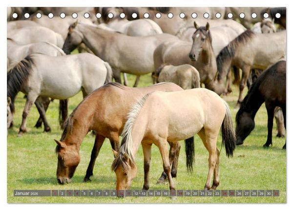 Produktbild: D&uuml;lmener Wildpferde - Wildpferde im Meerfelder Bruch (Tischkalender 2026 DIN A5 quer), CALVENDO Monatskalender