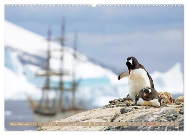 Produktbild: Pinguine: Gehupft wie gesprungen (Wandkalender 2026 DIN A2 quer), CALVENDO Monatskalender