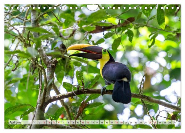 Produktbild: Costa Rica - Tierwelt und Landschaften (Wandkalender 2026 DIN A4 quer), CALVENDO Monatskalender