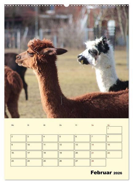 Produktbild: Alpakas erleben (Wandkalender 2026 DIN A2 hoch), CALVENDO Monatskalender