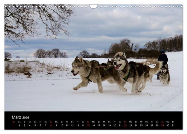 Produktbild: Huskys (Wandkalender 2026 DIN A3 quer), CALVENDO Monatskalender