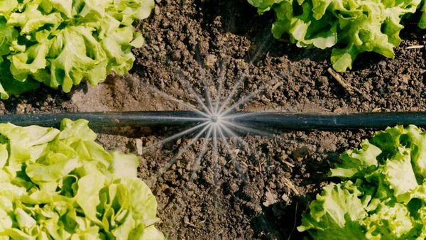 Produktbild: GARDENA Micro-Drip System 13450-20 Bew&auml;sserungs-Komplettset 13 mm (1/2") &Oslash; Gem&uuml;se-/Blumenbeet (40 m&sup2;)