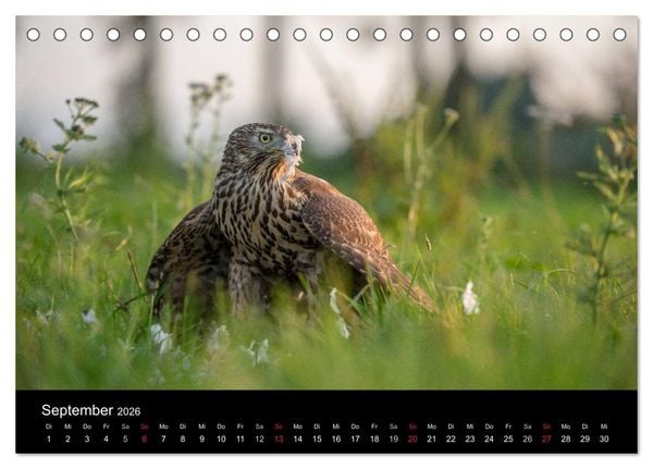 Produktbild: Falknerei Der Habicht (Tischkalender 2026 DIN A5 quer), CALVENDO Monatskalender