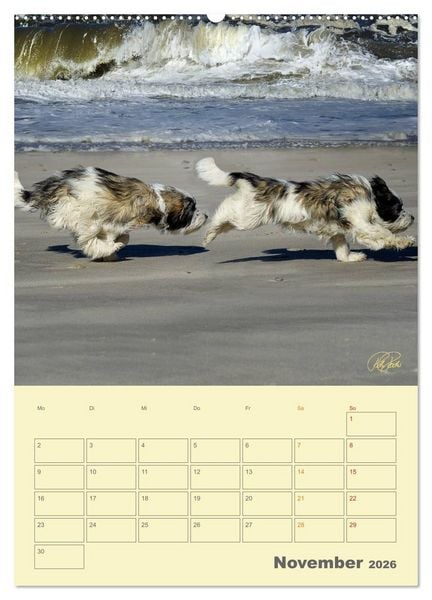Produktbild: PON-Welpen - jeder Tag ein gro&szlig;es Abenteuer / Planer (hochwertiger Premium Wandkalender 2026 DIN A2 hoch), Kunstdruck in Hochglanz