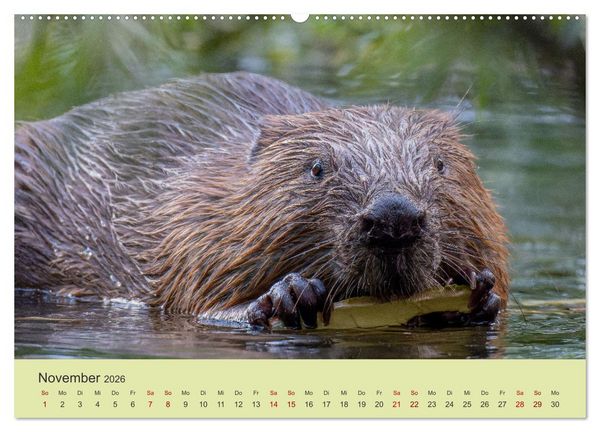 Produktbild: Faszination Biber (Wandkalender 2026 DIN A2 quer), CALVENDO Monatskalender