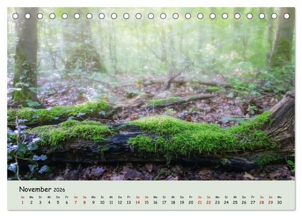 Produktbild: Waldbaden - Durch Achtsamkeit zu einer besseren Gesundheit (Tischkalender 2026 DIN A5 quer), CALVENDO Monatskalender
