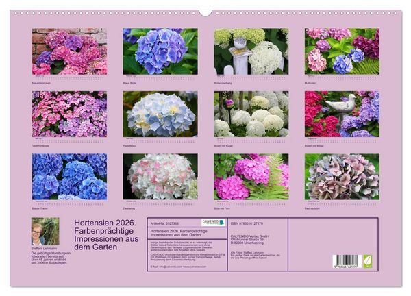 Produktbild: Hortensien 2026. Farbenpr&auml;chtige Impressionen aus dem Garten (Wandkalender 2026 DIN A2 quer), CALVENDO Monatskalender