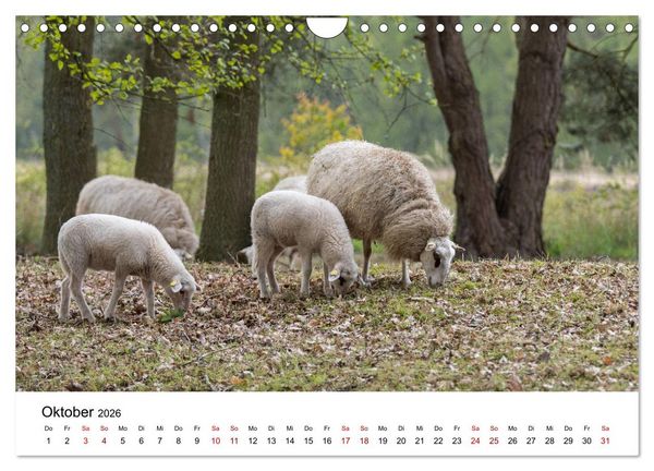 Produktbild: Alte Nutztierrassen 2026 (Wandkalender 2026 DIN A4 quer), CALVENDO Monatskalender