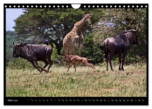 Produktbild: S&Uuml;DAFRIKA Augenblicke (Wandkalender 2026 DIN A4 quer), CALVENDO Monatskalender