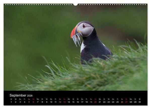 Produktbild: Welt der Papageitaucher (hochwertiger Premium Wandkalender 2026 DIN A2 quer), Kunstdruck in Hochglanz