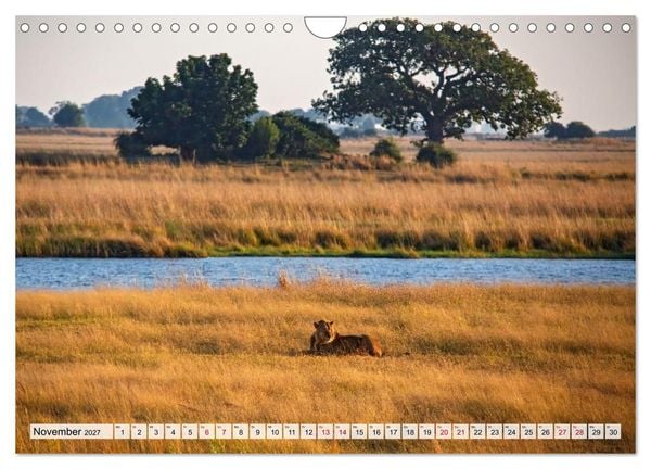 Produktbild: Afrikas Tierwelt - L&ouml;wen (Wandkalender 2027 DIN A4 quer), CALVENDO Monatskalender