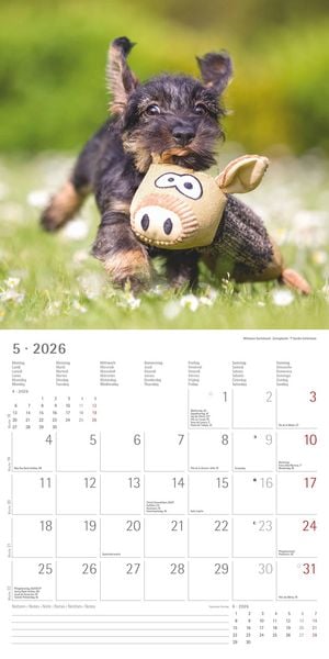 Produktbild: Welpen 2026 - Broschürenkalender 30x30 cm (30x60 geöffnet) - Kalender mit Platz für Notizen - Puppies - Hundekalender - Bildkalender - Wandkalender