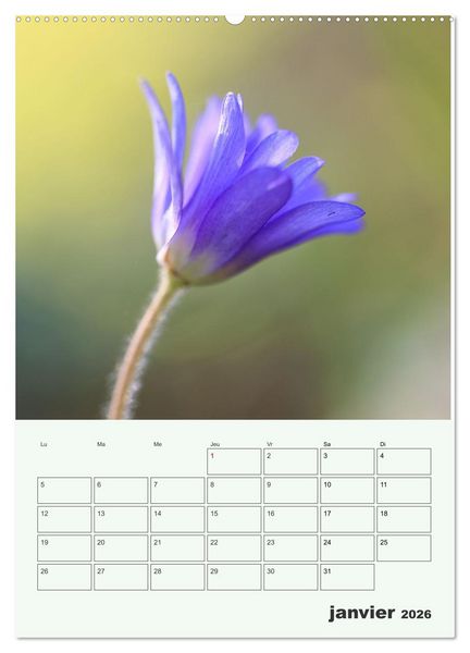 Produktbild: Fleurs en toute simplicit&eacute; - Beaut&eacute; minimaliste (Calendrier mural 2026 DIN A2 horizontal) calendrier de bureau