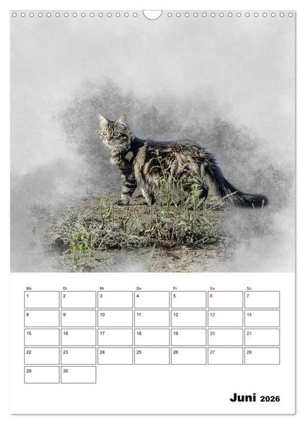 Produktbild: Maine Coon Katzen (Wandkalender 2026 DIN A3 hoch), CALVENDO Monatskalender