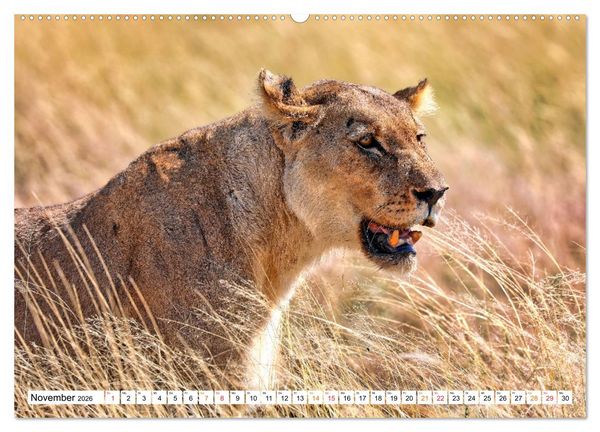 Produktbild: AUF BEUTEZUG (hochwertiger Premium Wandkalender 2026 DIN A2 quer), Kunstdruck in Hochglanz