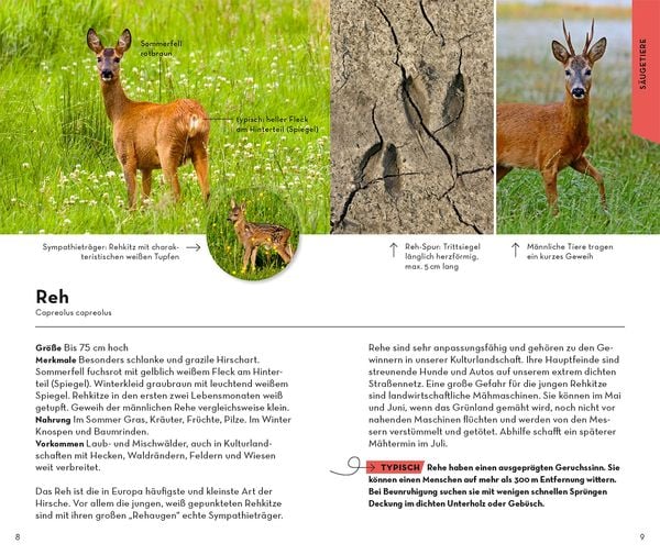 Produktbild: Basic Wald