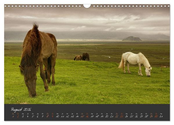 Produktbild: Islandpferde im Isi-Land (Wandkalender 2026 DIN A3 quer), CALVENDO Monatskalender