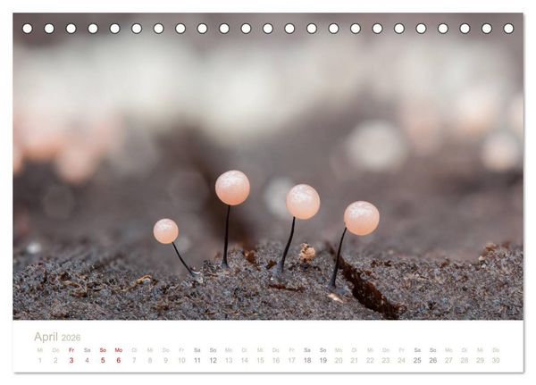 Produktbild: FASZINATION PILZE 2026 (Tischkalender 2026 DIN A5 quer), CALVENDO Monatskalender
