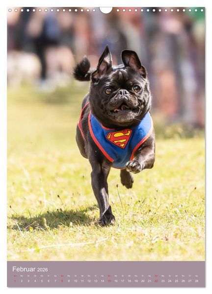 Produktbild: Mops-Rennen (Wandkalender 2026 DIN A3 hoch), CALVENDO Monatskalender