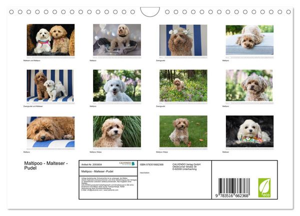 Produktbild: Maltipoo - Malteser -Pudel (Wandkalender 2026 DIN A4 quer), CALVENDO Monatskalender