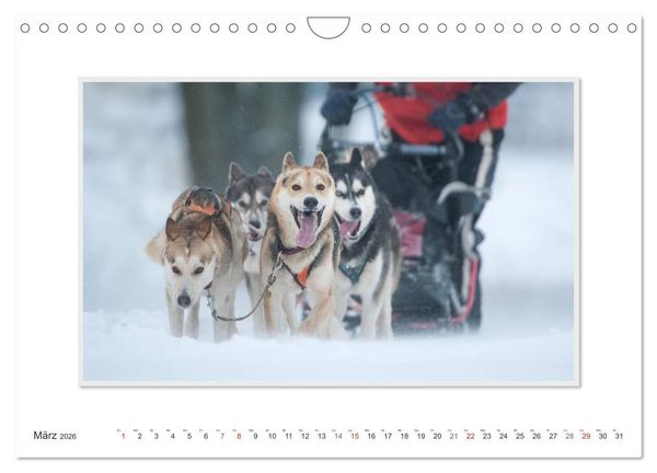 Produktbild: Emotionale Momente: The Art of Huskys. / CH-Version (Wandkalender 2026 DIN A4 quer), CALVENDO Monatskalender