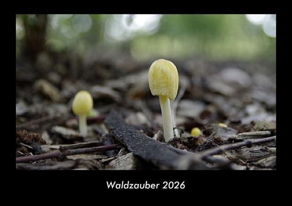 Waldzauber 2026 Fotokalender DIN A3