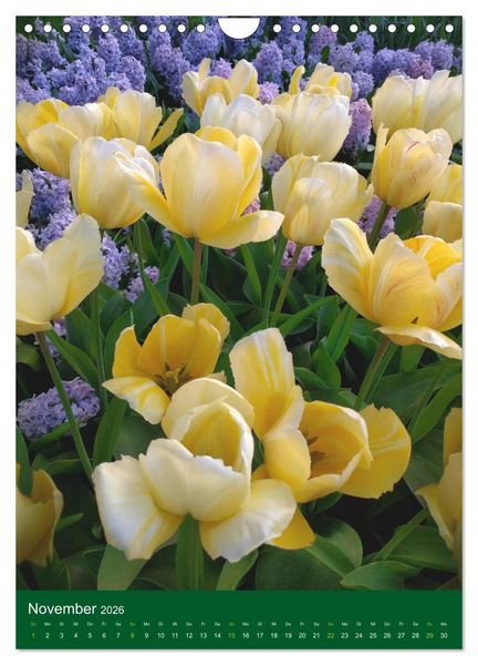 Produktbild: Tulpen. Bunter Fr&uuml;hling (Wandkalender 2026 DIN A4 hoch), CALVENDO Monatskalender