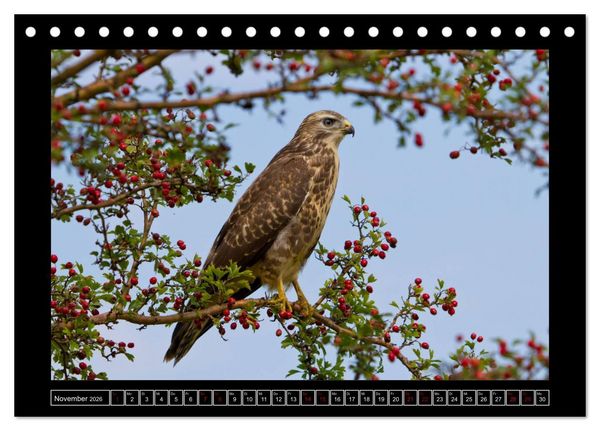 Produktbild: Niederrheinische Vogelwelt (Tischkalender 2026 DIN A5 quer), CALVENDO Monatskalender