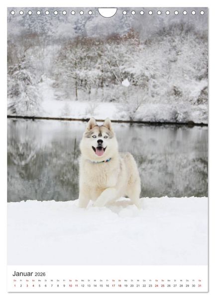 Produktbild: Faszination Husky (Wandkalender 2026 DIN A4 hoch), CALVENDO Monatskalender