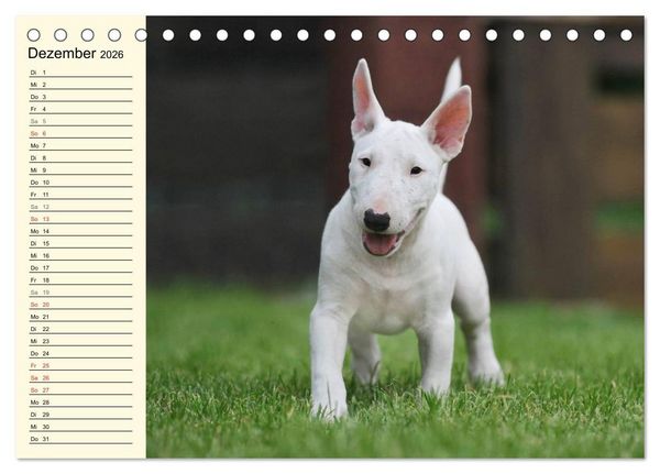 Produktbild: Bullterrier (Tischkalender 2026 DIN A5 quer), CALVENDO Monatskalender
