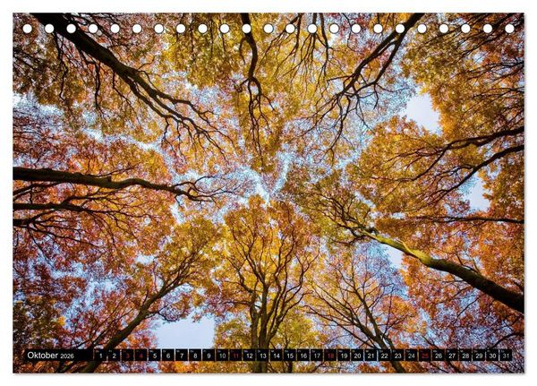 Produktbild: Zauberhafter Sachsenwald (Tischkalender 2026 DIN A5 quer), CALVENDO Monatskalender