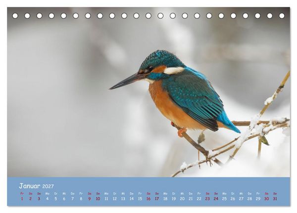 Produktbild: Alcedo atthis. Der Eisvogel (Tischkalender 2027 DIN A5 quer), CALVENDO Monatskalender